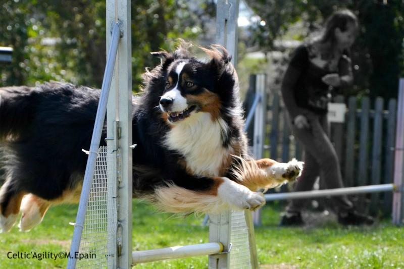 Le Berger Australien Celtic Agility